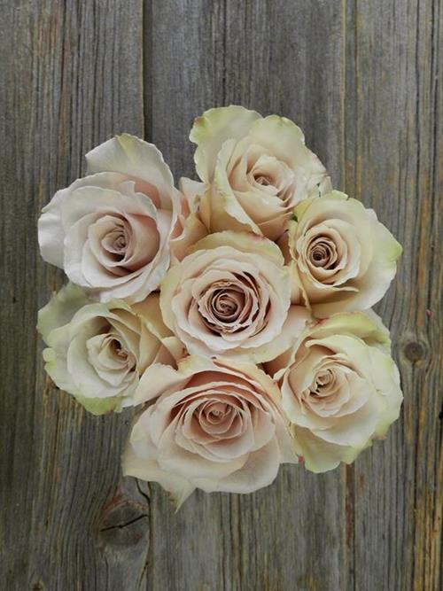 QUICKSAND  TAN ROSES